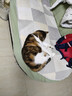好主人猫粮 成猫猫粮 全价成猫天然粮通用鸡肉味 2.5kg/5斤 实拍图