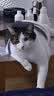 猫乐适乐味多泰国进口猫罐头宠物猫粮成猫幼猫猫咪湿粮猫零食 乐味多85g*12 实拍图