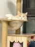 网易严选猫湿粮零食浓汤大口肉罐头鸡肉+三文鱼 85g*24罐 实拍图
