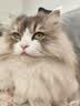 富力鲜（Frisian）泰国进口 猫罐头85g罐白身鲔鱼+牛肉成猫宠物猫粮零食 新客试吃 实拍图