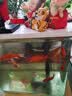 高级净水片鱼缸水族箱净化水浑浊绿水脏除腥臭味过滤免换水净水王 三效合一养水【瓶装300粒】 实拍图
