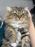 皇家猫粮 成猫猫粮 室内长毛猫 ILH35 通用粮 1-7岁 4.5KG 实拍图