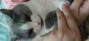 诚实一口P32全价猫粮成猫幼猫室内外低敏轻松蛋白易消化守护肠胃营养1.5kg 实拍图
