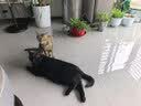 顽皮小金盾猫粮100%鲜肉全价成猫冻干猫粮1.8kg鸭肉配方新老随机发货 实拍图