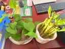 花翁富贵竹水培绿植招财转运室内客厅水养花卉盆栽植物文昌竹源头直发 实拍图