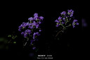 永诺YN50mm F1.8S 索尼E口标准定焦镜头 适用于ZVE10 A6000等索尼相机 黑壳 新品 实拍图