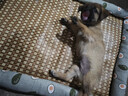 licheers猫狗窝凉席小型犬宠物猫咪睡垫夏季床垫泰迪中大型犬狗垫子 XL号 实拍图