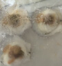 獐子岛 冷冻蒜蓉粉丝扇贝600g 18只 烧烤食材 海鲜生鲜水产预制菜 实拍图