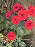 爱菊【保真菜籽油】小榨低芥酸菜籽油非转基因物理压榨食用油5L 实拍图