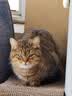 网易严选全价冻干双拼猫粮3.0 猫干粮成猫幼猫通用高鲜肉粮 自营金选1.8kg 实拍图