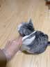 柒哦猫梳子跳蚤梳猫咪除蚤排梳狗狗梳子去跳蚤梳密齿梳神器猫用品 大除蚤排梳【大号】 实拍图