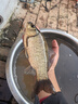 富源百川317三代综合竿鱼竿钓鱼杆超硬台钓手竿轻便钓竿碳素鱼杆手杆6H4.5 实拍图