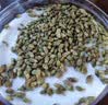 奥祥堂炒槐米茶中草药材国槐米生槐花米炒熟槐子干槐花子正品官方旗舰店 实拍图