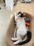 POPOCOLA剑麻猫抓板窝耐磨不掉屑耐抓四季通用大号猫咪猫爪板猫窝一体 61CM大号剑麻猫抓板窝【深睡款】 实拍图
