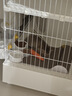 皇家猫粮幼猫湿粮 幼猫奶糕 离乳期幼猫罐头1-4月通用粮88g*6 实拍图