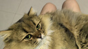诚实一口P40全价猫粮成猫幼猫室内外80%鲜肉高蛋白长肉美毛鸡鱼味1.5kg 实拍图