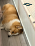 LEGENDSANDY蓝氏狗狗零食鸭胸肉干磨牙训练奖励解馋中小型犬比熊柯基纯肉100g 实拍图