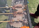 游牧御品大鱿鱼5串 铁板鱿鱼须 烤串烤肉 烧烤食材 火锅串 脆爽海鲜350g 实拍图