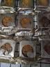 得力真空封口机小型家用腊肉抽真空包装机食品塑封机全自动真空机干湿两用茶叶封口机打包机 爆款升级 实拍图