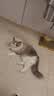 诚实一口P40全价猫粮成猫幼猫室内外80%鲜肉高蛋白长肉美毛鸡鱼味400g 实拍图