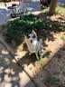 【防伪可查】维克Virbac香波犬猫宠物狗猫露除菌药除臭皮肤滋养浴抑菌除异味 康泰乐香波 237ml*1瓶 实拍图