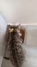 狼孩儿幼猫成猫猫粮深海鱼三文鱼全猫期布偶蓝猫英短猫咪全价粮 三文鱼猫粮5kg(10斤) 实拍图