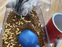 皇家猫粮 室内成猫粮 I27 通用粮 12月以上 2KG 实拍图