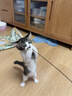 CFA赛级逗猫棒猫咪玩具长杆羽毛替换头耐抓咬猫玩具用品自嗨解闷 CFA赛级长杆逗猫棒-木杆弹簧款 实拍图
