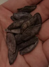 珍田阁黑美人甲南瓜子茶盐长粒茶香椒盐五香黑瓜子特大炒货网红小袋零食 美人甲南瓜籽茶盐味500g*2罐 实拍图