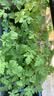 德沃多55L植物营养土通用养花土种菜有机土壤泥炭土绿植盆栽种植 实拍图