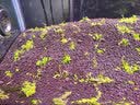尼特利 水草泥底沙黑棕土种植土硬水软水通用版 尼特利基肥500毫升（约90cm缸用） 实拍图