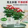 叹为观止18种吊兰任你选金边吊兰各种盆栽花卉客厅垂吊桌面植物净化空气 特级红掌【陶瓷盆】 含盆 实拍图