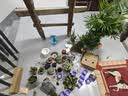 花翁多肉植物含盆土组合桌面室内小盆栽陶瓷花盆老桩红宝石源头直发 实拍图