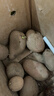 【真便宜】云南红皮土豆高原黄心土豆马铃薯红皮黄心洋芋减脂蔬菜 红皮土豆 2斤净重 单果1-3两 实拍图