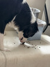皇家狗粮 成犬狗粮 犬粮 宠物大型犬 GR26全价犬粮 ≥15月4KG 实拍图