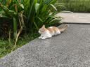 猫条猫零食补充营养味美妙鲜湿粮包猫罐头猫条100支整箱猫咪零食 猫条鸭肉鳕鱼口味【15g*10支】 实拍图