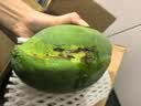 京鲜生云南凯特芒果 净重4.5斤 单果400g 生鲜水果 源头直发 实拍图