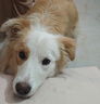 鲜朗低温烘焙狗粮泰迪博美全价全期幼犬鲜郎无谷成犬通用犬粮囤货装 烘焙犬粮2kg【单包装】 实拍图