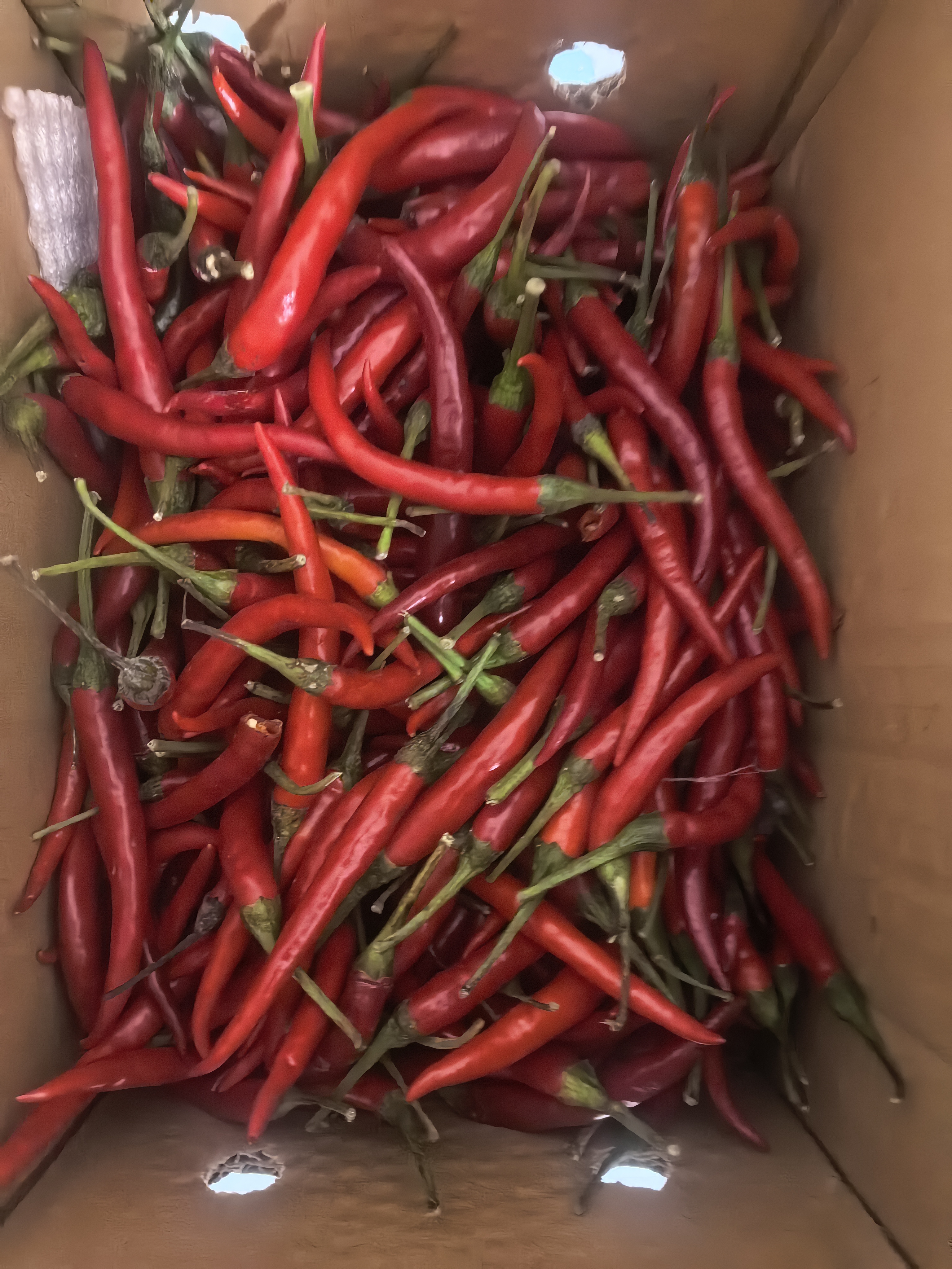 新鲜小米辣河南小米椒蔬菜辣椒酱辣鲜椒新鲜辣椒特辣巨辣红辣椒 新鲜现摘精选净重2斤装 实拍图