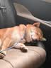 XCHO宠物项圈P型P绳P链狗狗项圈遛狗小中大型犬防爆冲训练 可调节70cm 实拍图