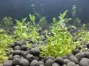 汉洋（HANYANG）水草泥鱼缸专用底砂水草种子和造景装饰营养土水藻泥免洗沙4斤 实拍图