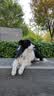 京东京造狗粮中大型犬成犬幼犬狗粮20kg/10kg*2边牧金毛拉布拉多 实拍图