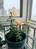 果汁阳台月季花苗四季开花卉盆栽绿植物室内花易活玫瑰带花苞庭院 果汁阳台【大花浓香，月月开分枝多】 【带花苞】【盆口径15cm】原盆冠25高35 实拍图