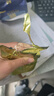 云山半清蒸香芋250g 去皮芋头即食粗粮健身0脂代餐主食早餐零食 实拍图