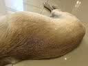 麦富迪狗粮 藻趣儿狗粮成犬粮牛肉螺旋藻 均衡营养2.5kg 实拍图