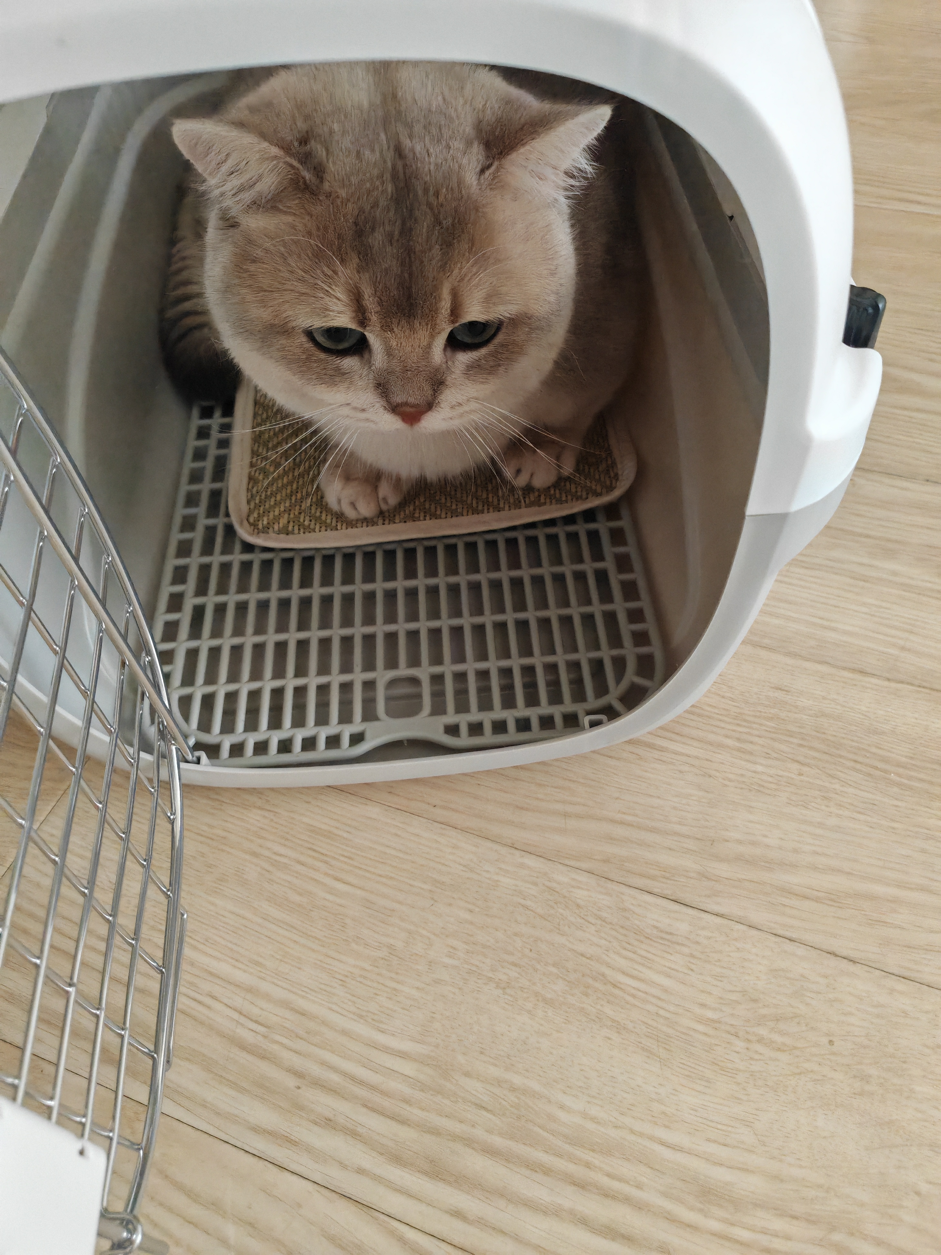全家宠宠物航空箱天窗猫包猫咪外出便携笼子狗狗笼子托运猫箱车载太空舱 实拍图