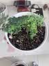 文竹盆栽绿植花卉盆景植物室内客厅水培文松云竹文竹大苗四季常青 小文竹【2棵更实惠】原土球发货 高度15-25cm 实拍图