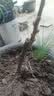 正宗四川红心猕猴桃树苗嫁接苗南方种植盆栽水果树苗弥猴桃苗果苗 【建议购买】猕猴桃授粉公树 2年苗 实拍图