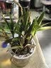 劉閣蘭花七彩香水石斛兰花冬带花苞好养绿植浓香型石斛花卉盆栽绿植驱蚊 10苗连体当年开花 七彩石斛配水培盆 实拍图
