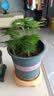 文竹盆栽绿植花卉盆景植物室内客厅水培文松云竹文竹大苗四季常青 小文竹【3棵性价比高】原土球发货 高度15-25cm 实拍图